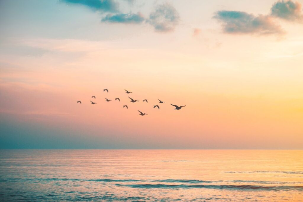 Sunrise over calm water with birds flying in the sky, symbolising new perspectives, freedom, and fresh insights during The Reset Journey 3 week online stress relief program